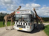 Der Safaribus im GIVSKUD ZOO – ZOOTOPIA, umringt von neugierigen Giraffen