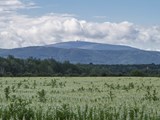 Blühende Lupinenwiese vor dem Brocken im Harz, Sachsen-Anhalt