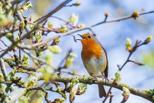 Rotkehlchen singt auf Baum©AdobeStock_332106941